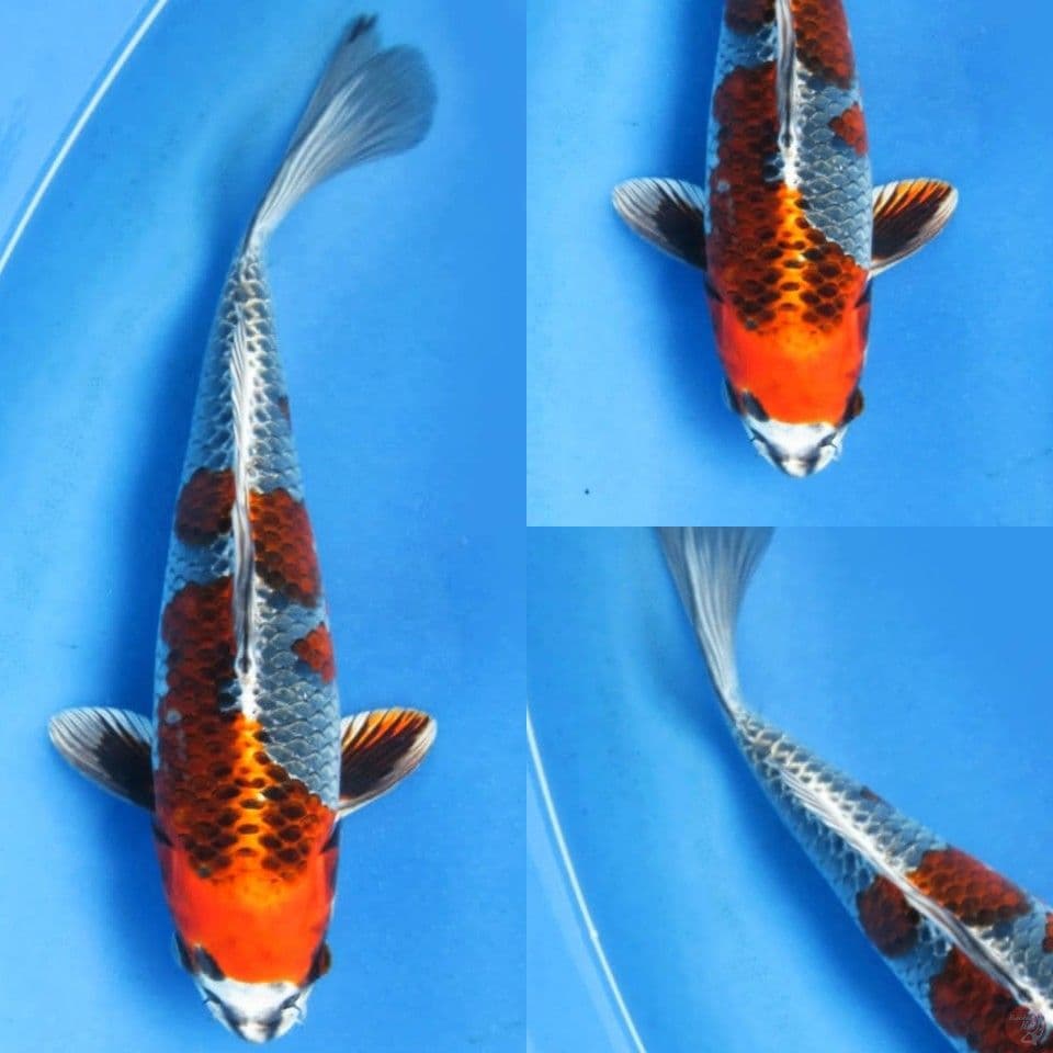 25cm , Beniginga hikari kuat