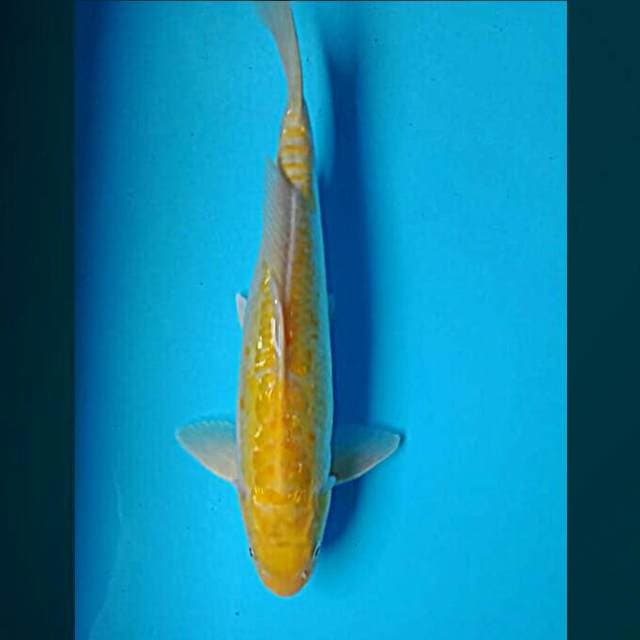 Gold ginrin 30cm male