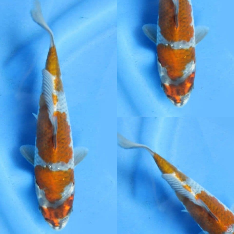 20cm, Ochiba SQ 