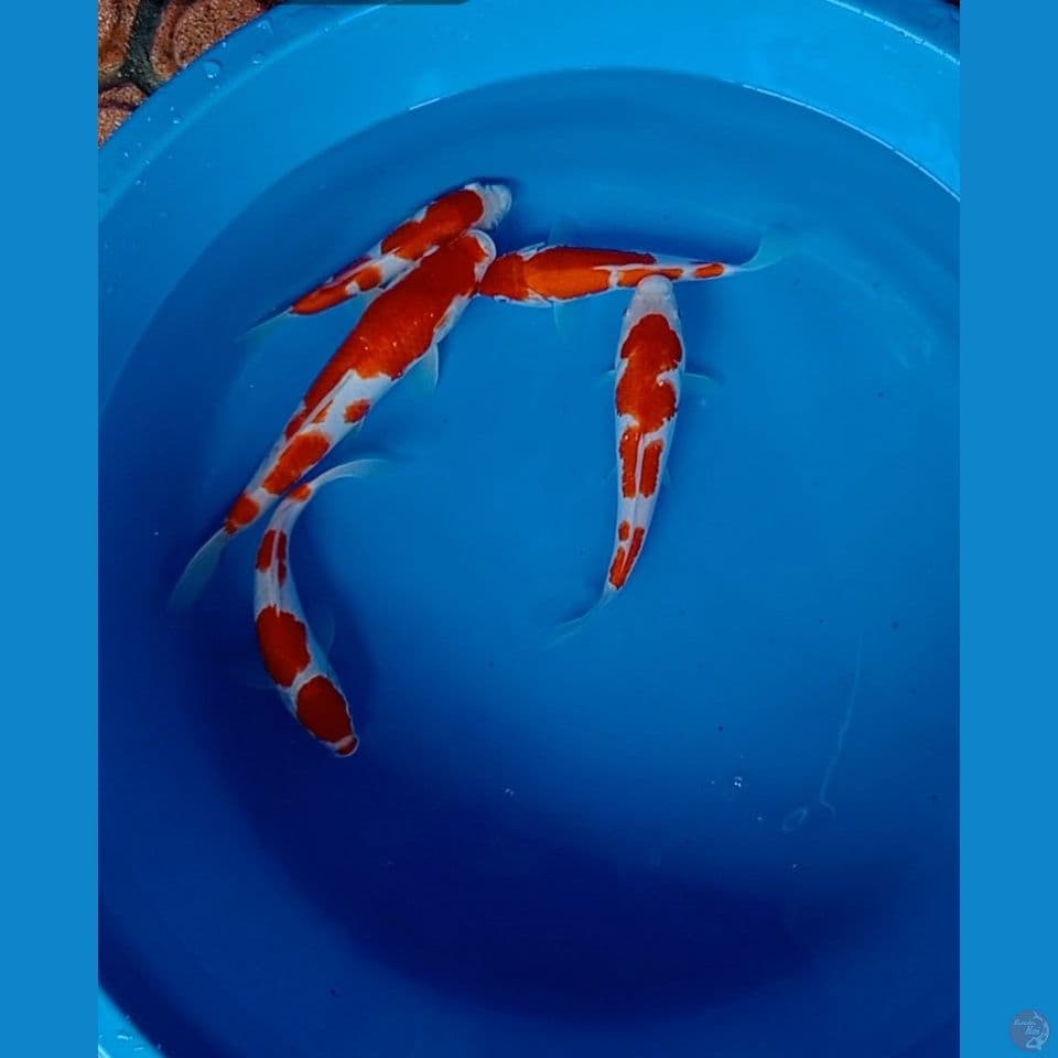 Kohaku Sisik ekor