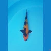 hiutsuri ginrin 23cm