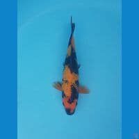 utsuri ginrin 22cm