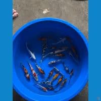PAKET MIX SHOWA,shiro,platinum 20ekor 14-17cm