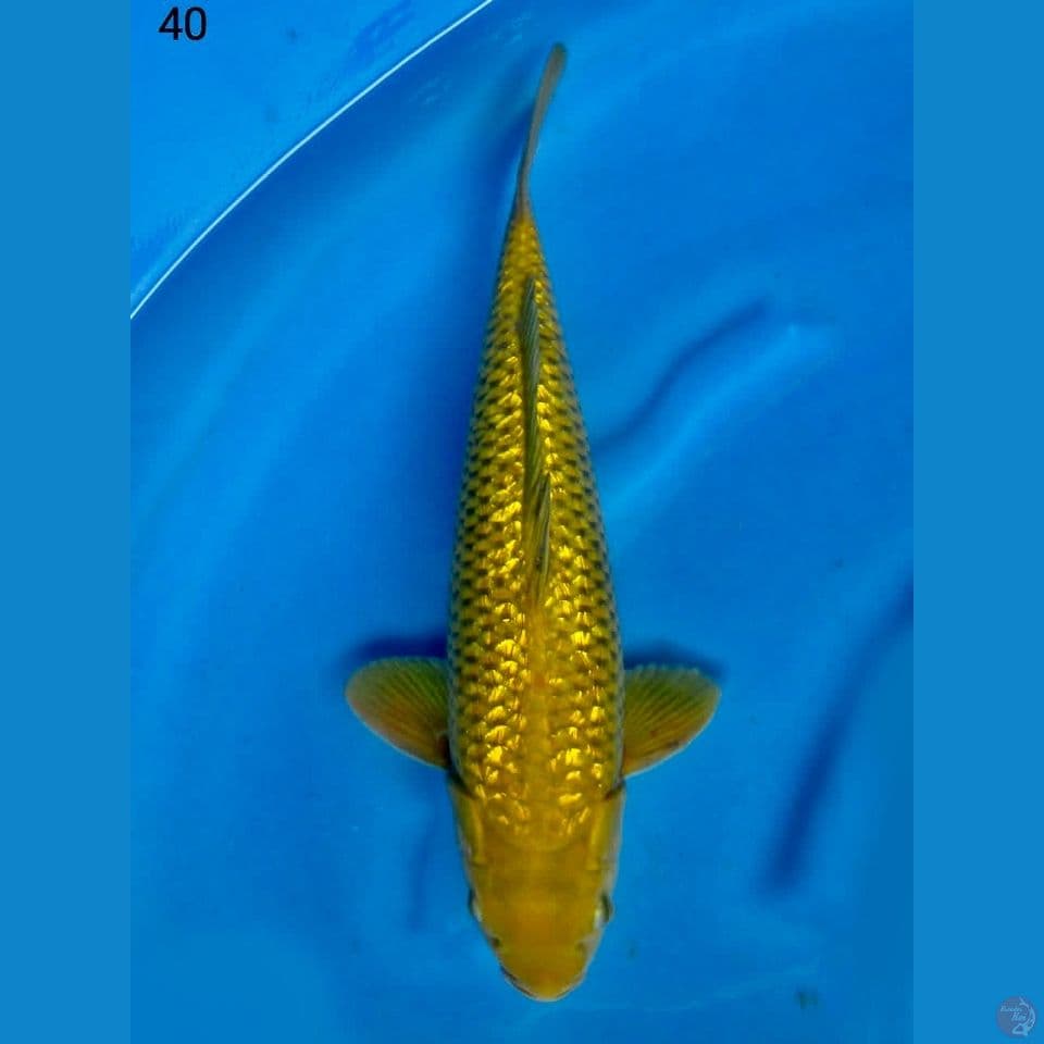 Midori full gingrin 40cm male