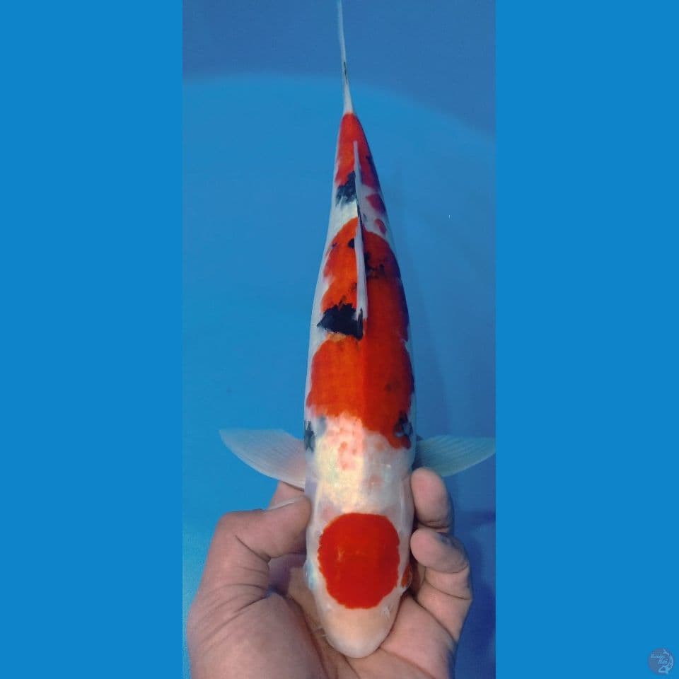 SANKE 39CM