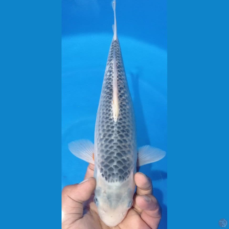 asagi 32cm