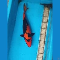 utsuti f 35 cm