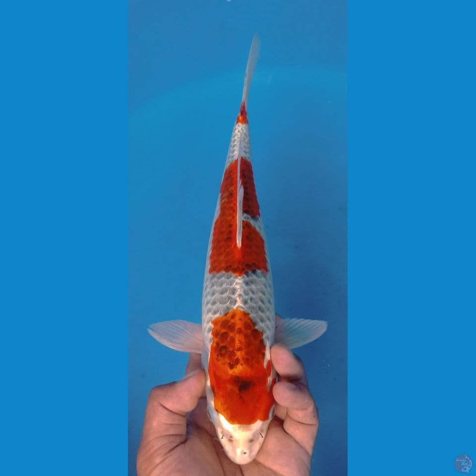 gosiki 32cm
