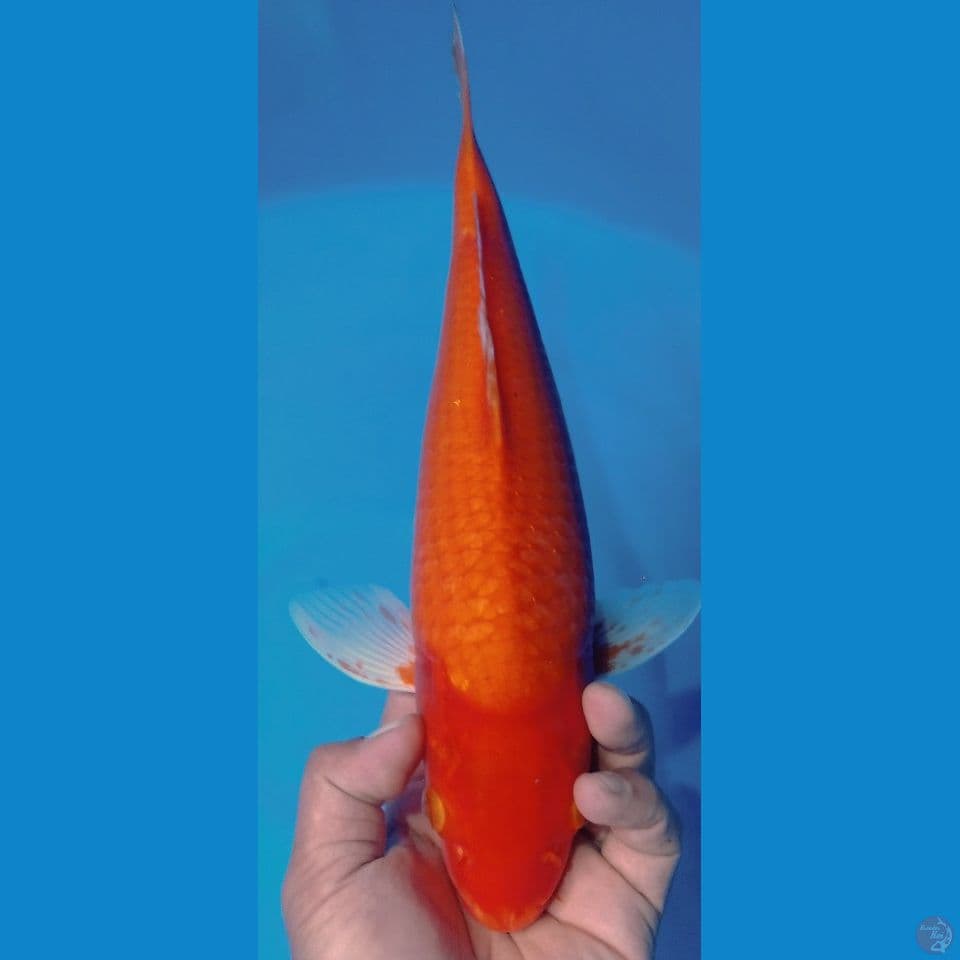 aka hajiro 39cm