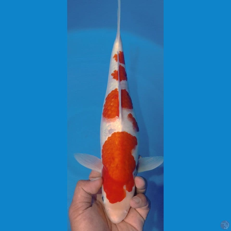 kohaku 39cm