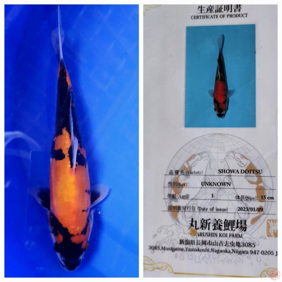 25cm showa doit import