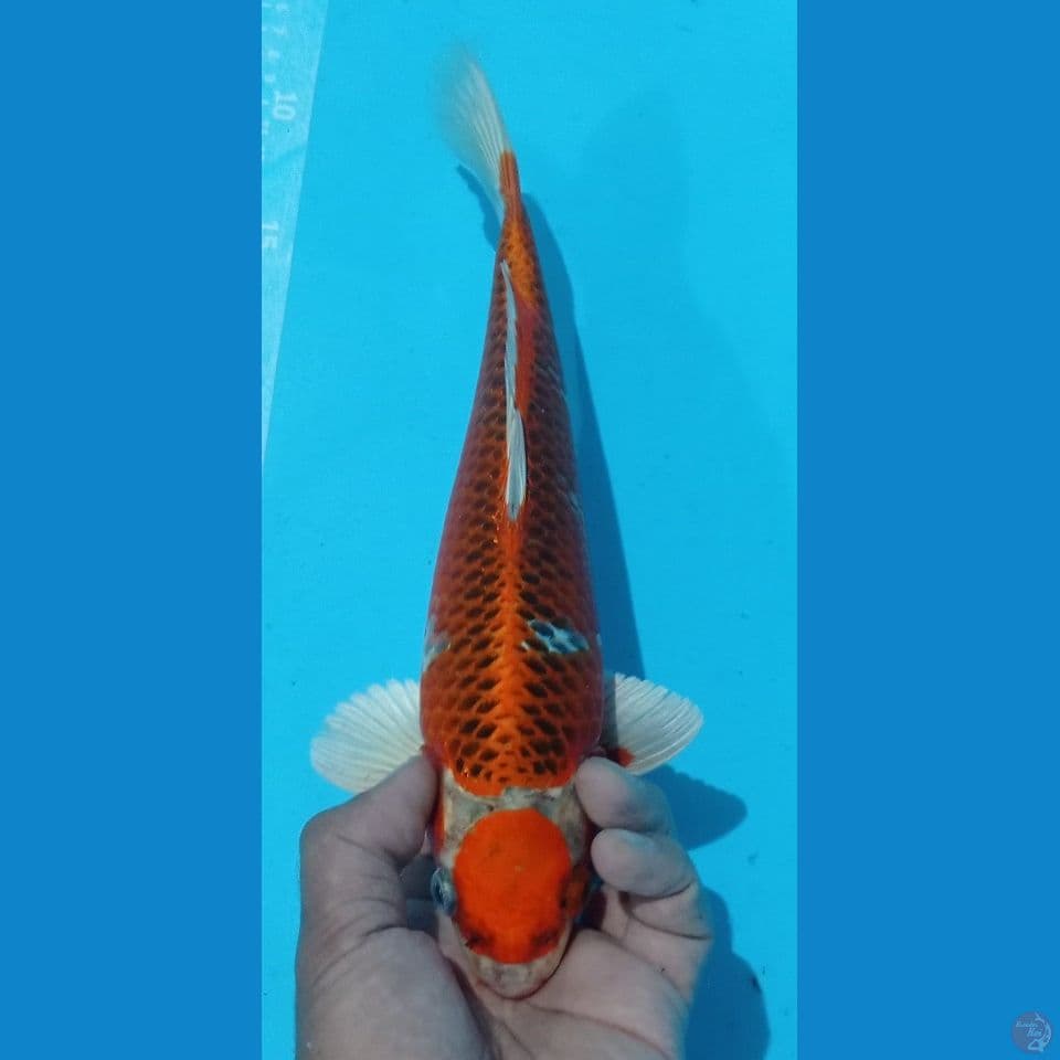 MARUTEN 30CM