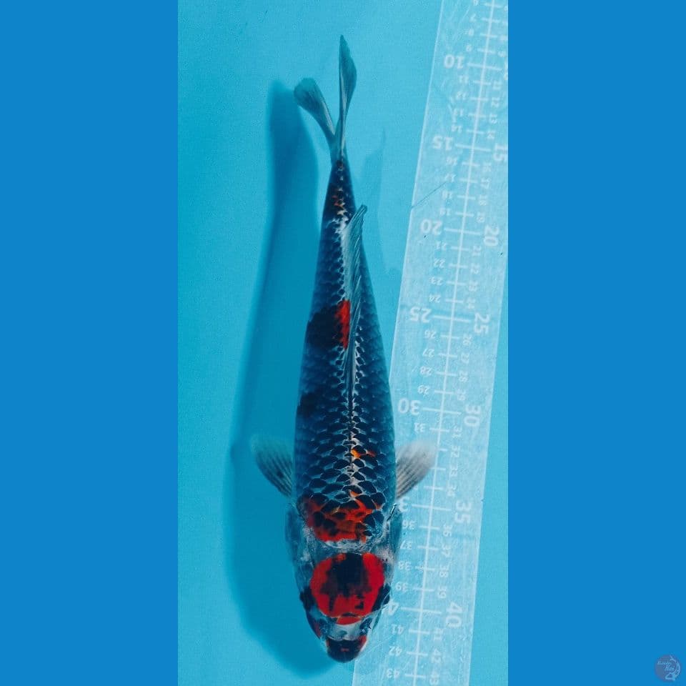 KURO 30CM