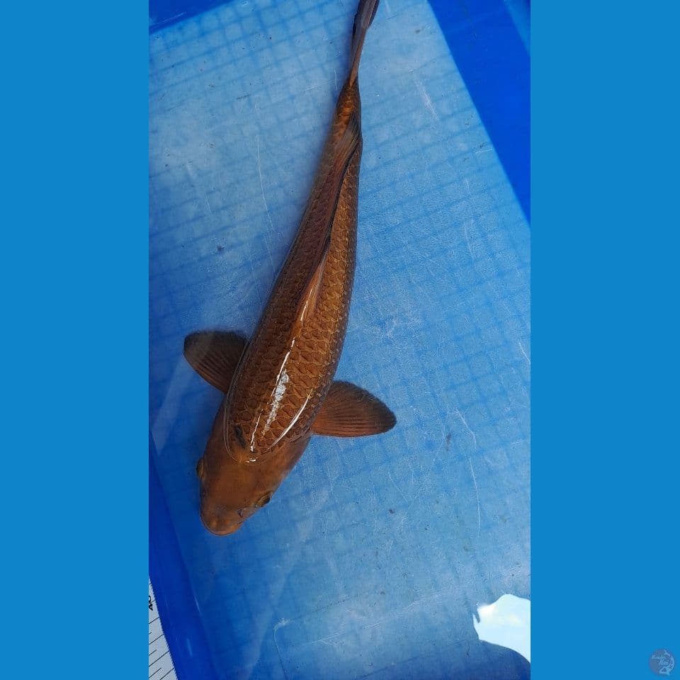 karamel
