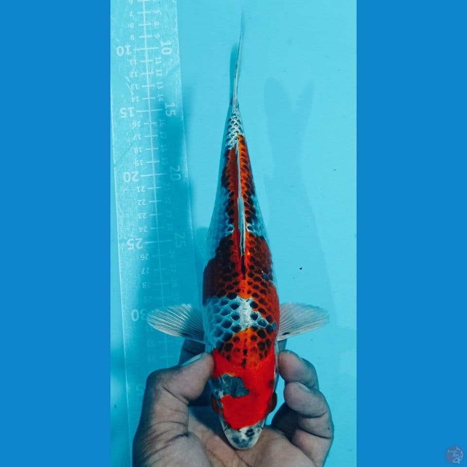 RED 28 CM