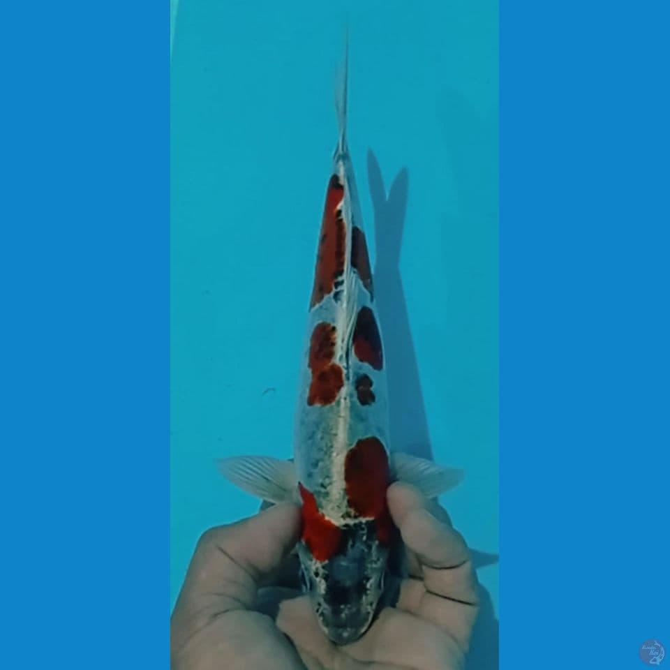 GOROMO DOIT 25CM