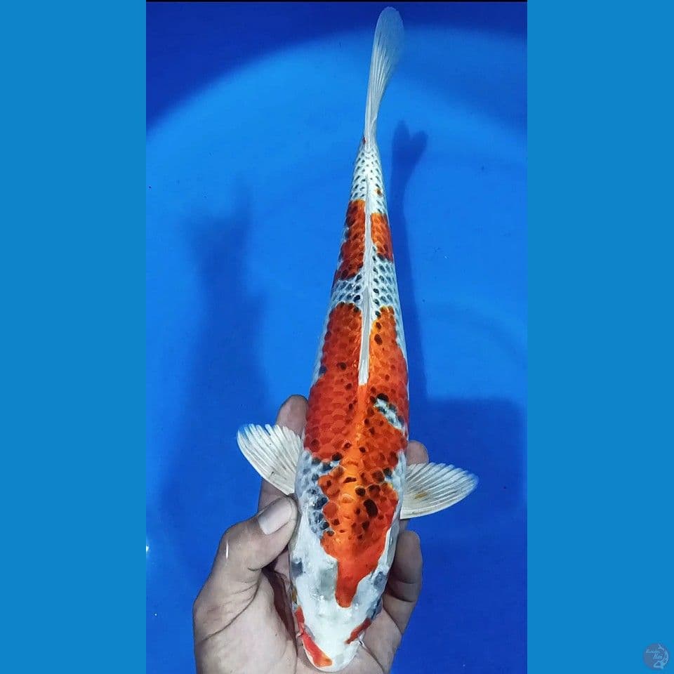 F 35CM KUJAKU