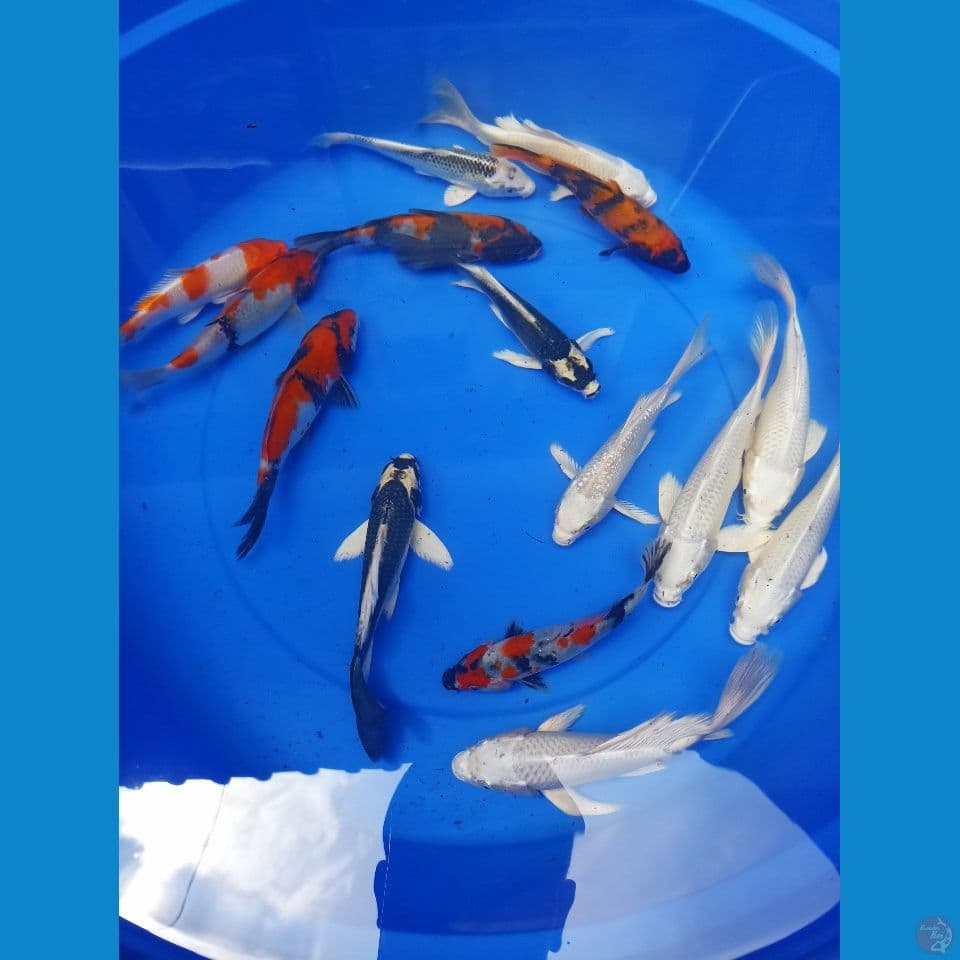 mix siap masuk kolam sz 16-20