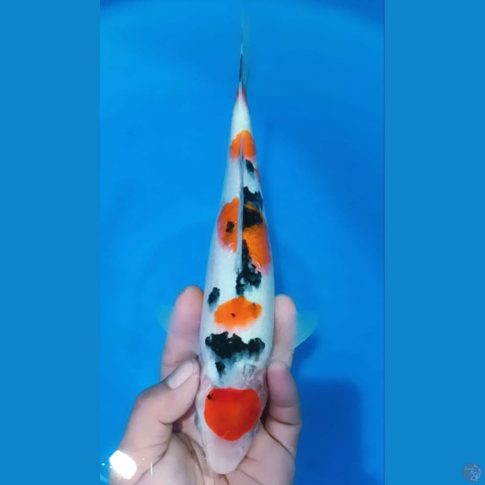 M 28CM MARUTEN SANKE