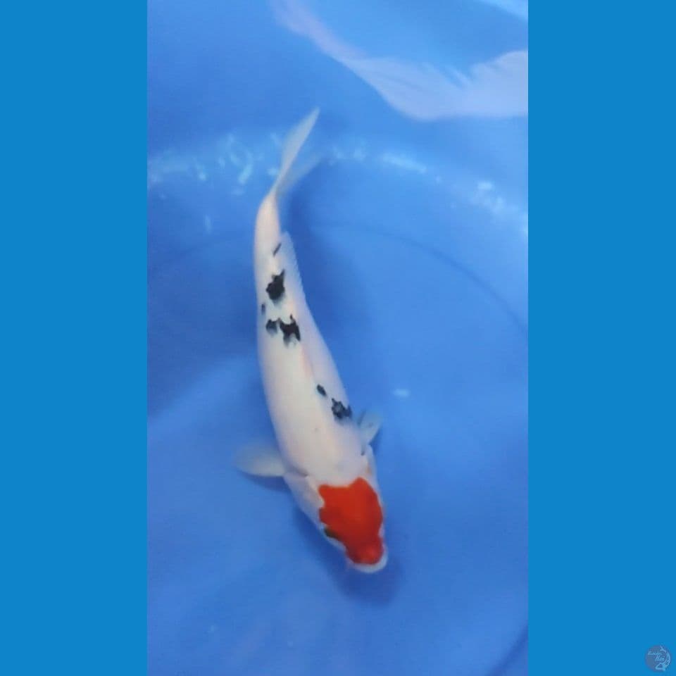 Oeiginal Tancho Sanke bahan 30 cm Female 