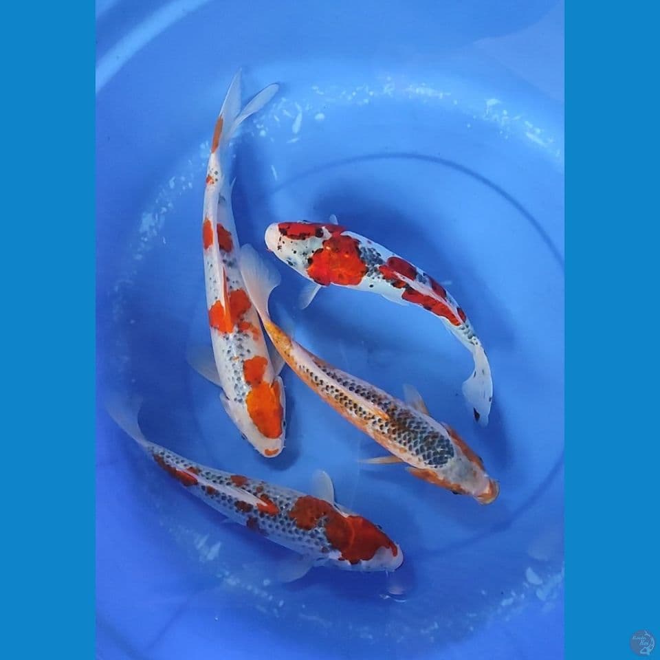 Quarted Asagi & Ghosiki 26-33 cm mix