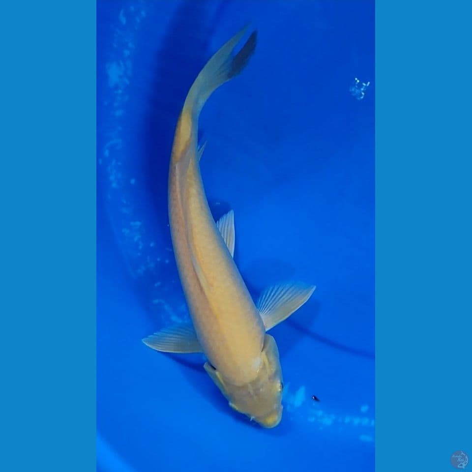 KARASYI Lemon Mata Merah 30.5 cm Jantan