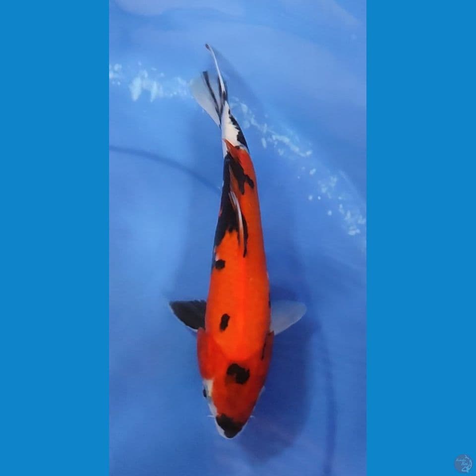 HiShowa 24 cm Jantan