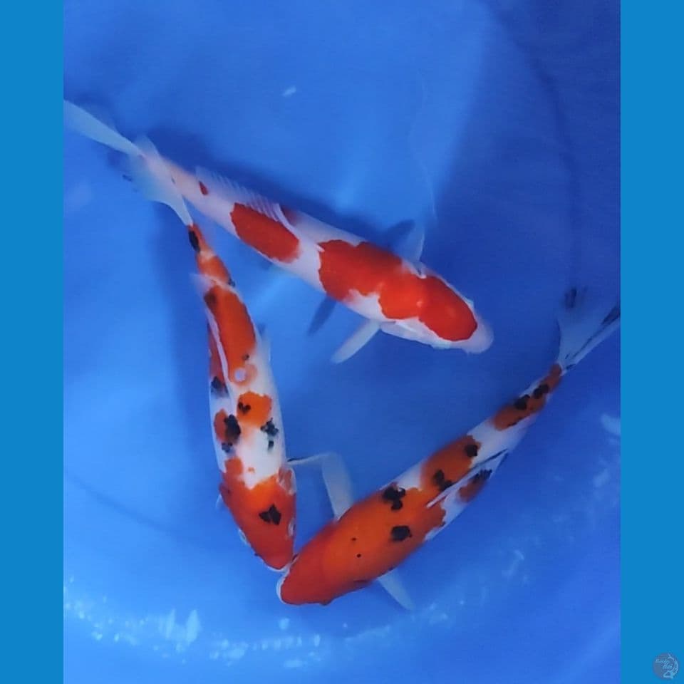 Trio Kohaku Sanke 24-25 cm mix
