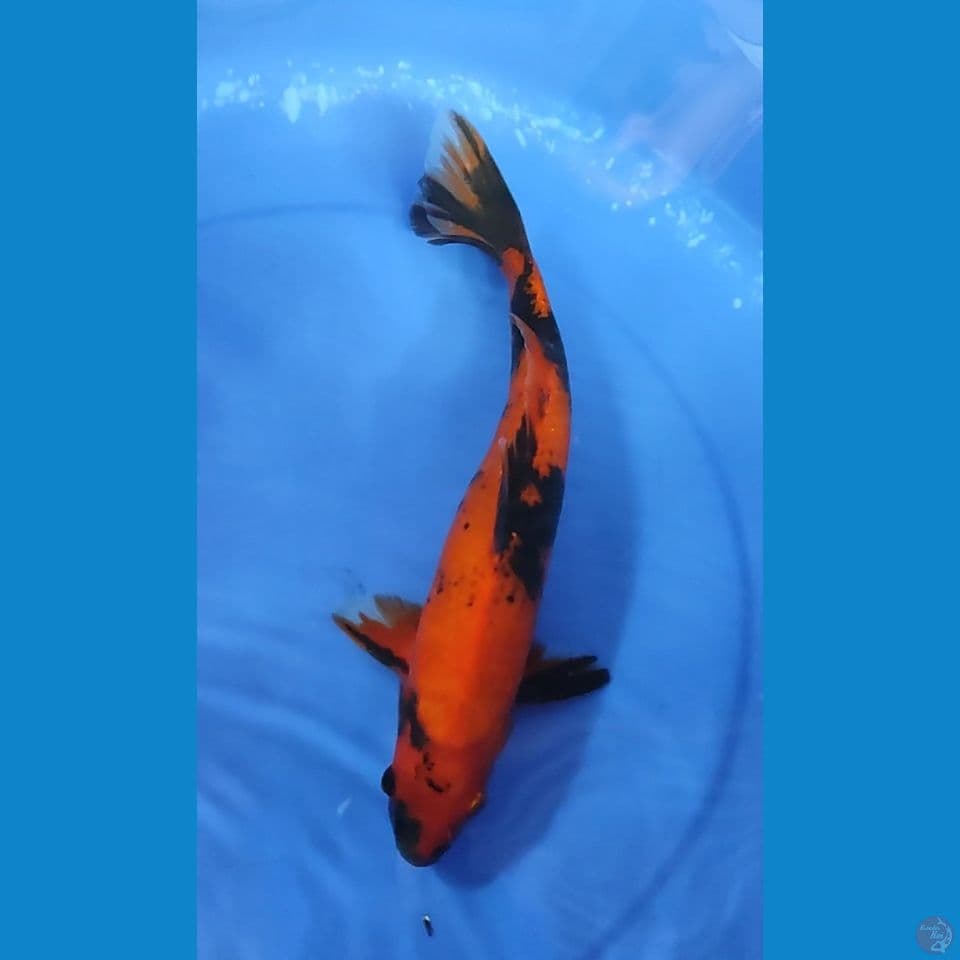 Hiutsuri Tembus 30.5 cm Jantan 