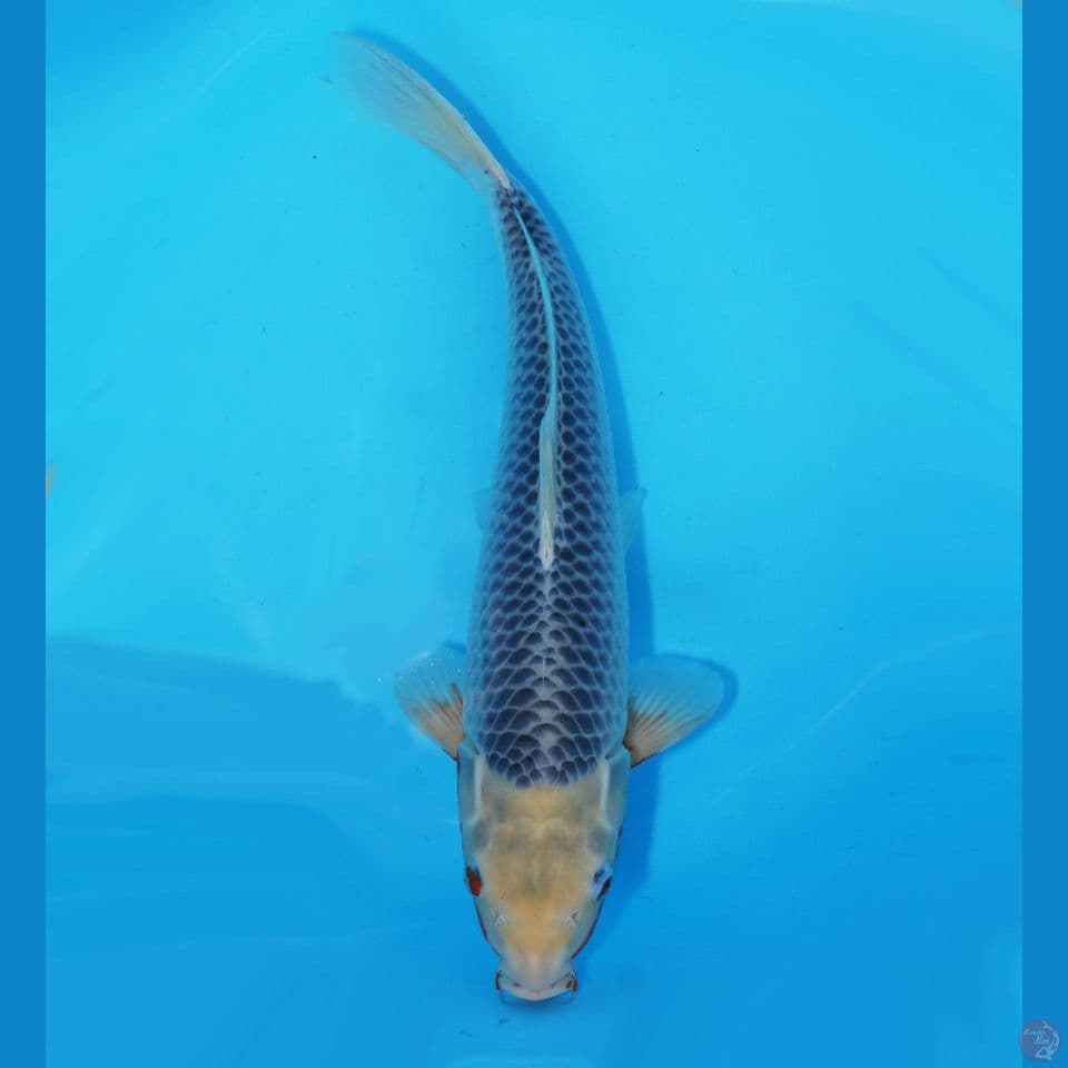 Asagi Damiri 45cm