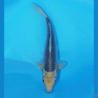 Asagi Damiri 45cm