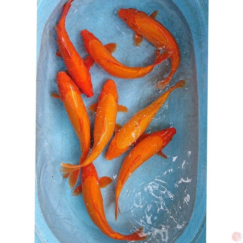 RED KARASI 33-36 CM 