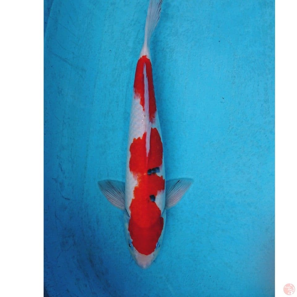 SANKE 40 CM