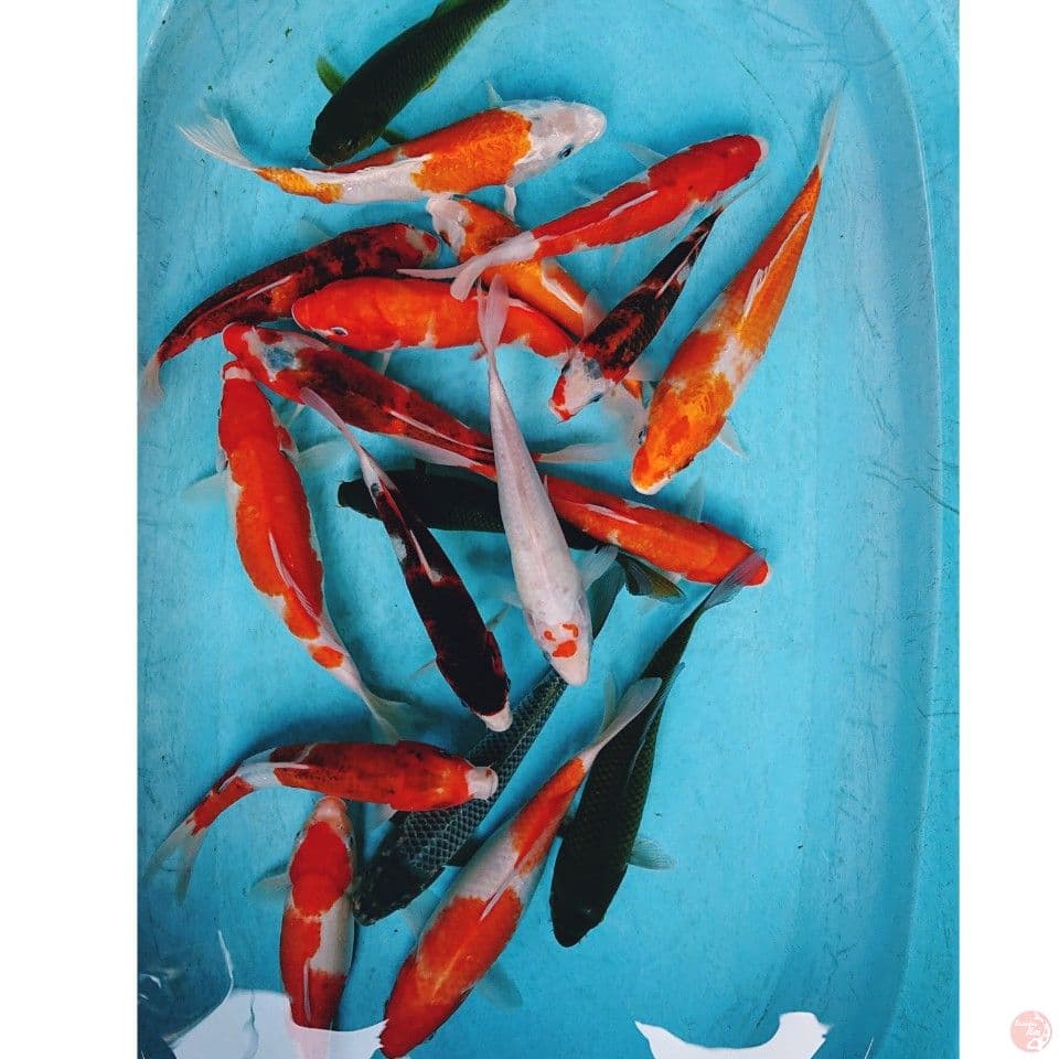 PAKET MIX 22-27 CM ( 19 EKOR )