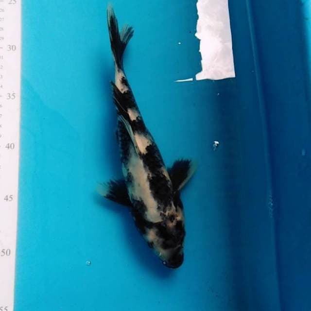 Nunggu finis