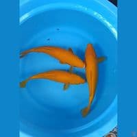 Karasi Mango 26cm-29cm