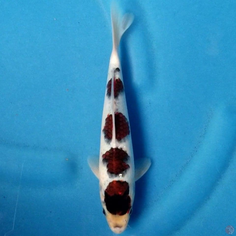GOROMO 25 CM MALE
