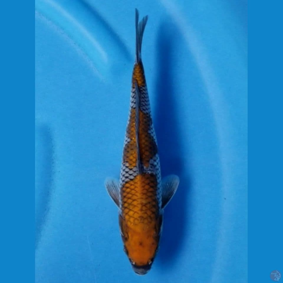 OCHIBA 24 CM MALE