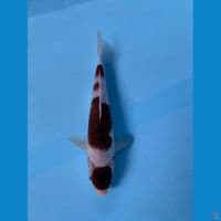 KOROMO 20CM