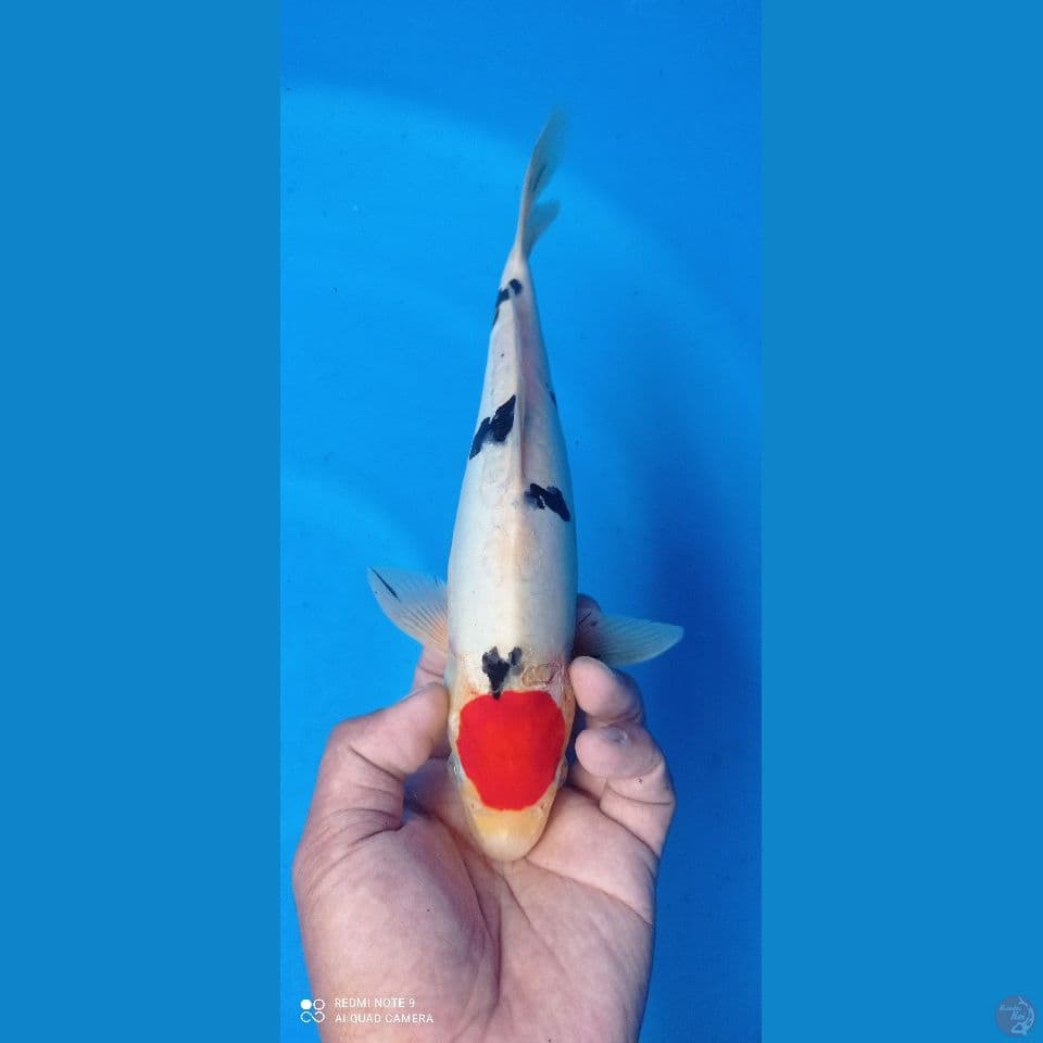 tanco sanke doitsu 29cm