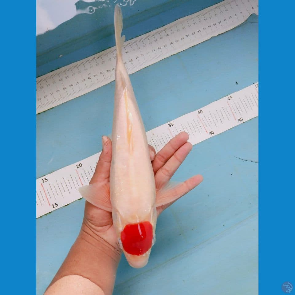 tancho kohaku 30cm