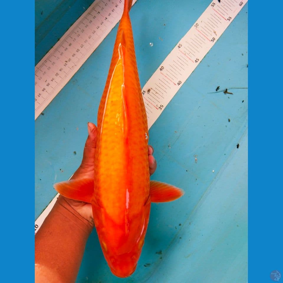 benigoi 38cm~fm