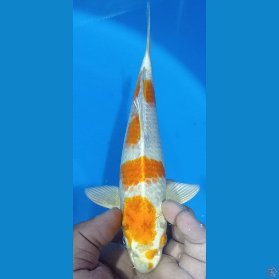 hariwake original 25cm