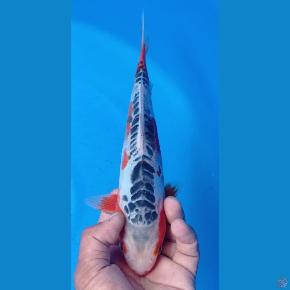 HANA 28 CM