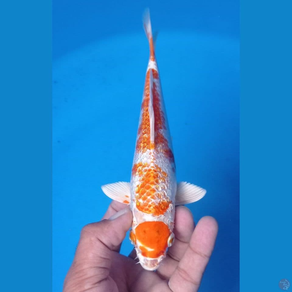 GINRIN 25CM