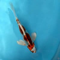 ~Suneo 1~ Kumpay Kujaku.. 35cm. Male™
