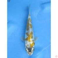 KAWARIMONO - 17cm