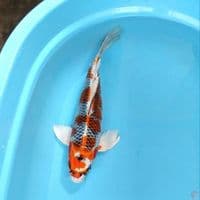 ~Suneo 2~ Kumpay Kujaku.. 37cm.female™