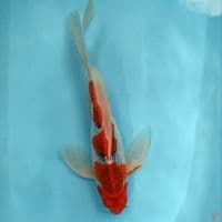 ~Suneo 3~ Kumpay Gosiki.. 38cm.female™