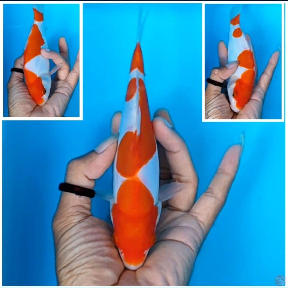 lohaku doitsu murni 19 cm